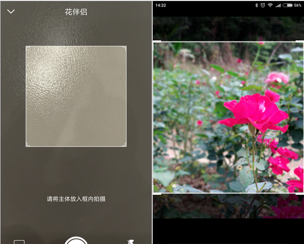 花伴侣不仅能识花，花朵百科信息一目了然