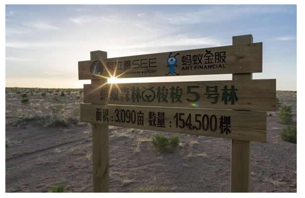蚂蚁森林线上看树指南