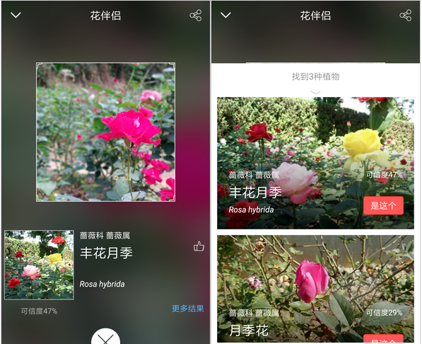花伴侣不仅能识花，花朵百科信息一目了然