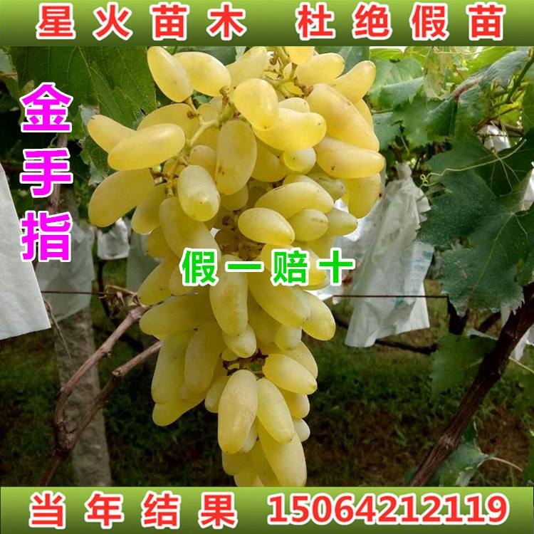 金手指什么意思