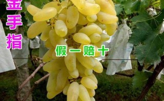 金手指什么意思