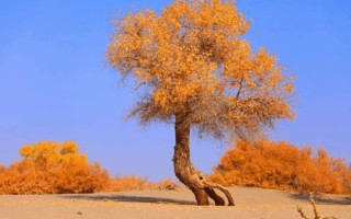 胡杨多久出一次树苗