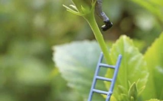 手机微距摄影技巧