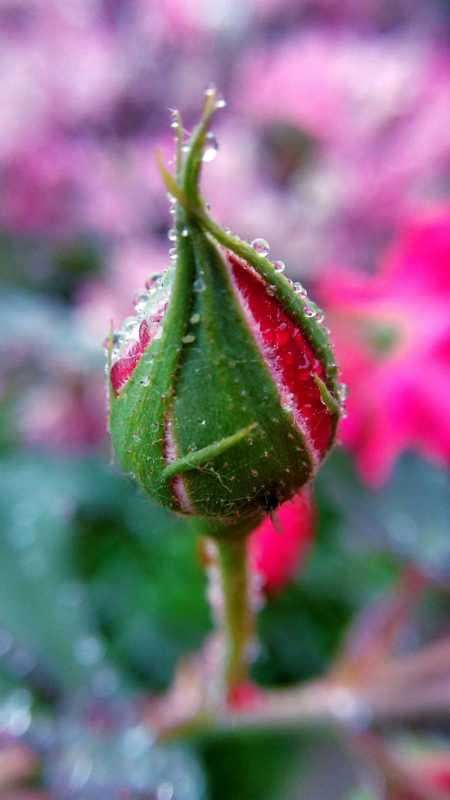 手机微距摄影技巧-第2张图片-王尘宇