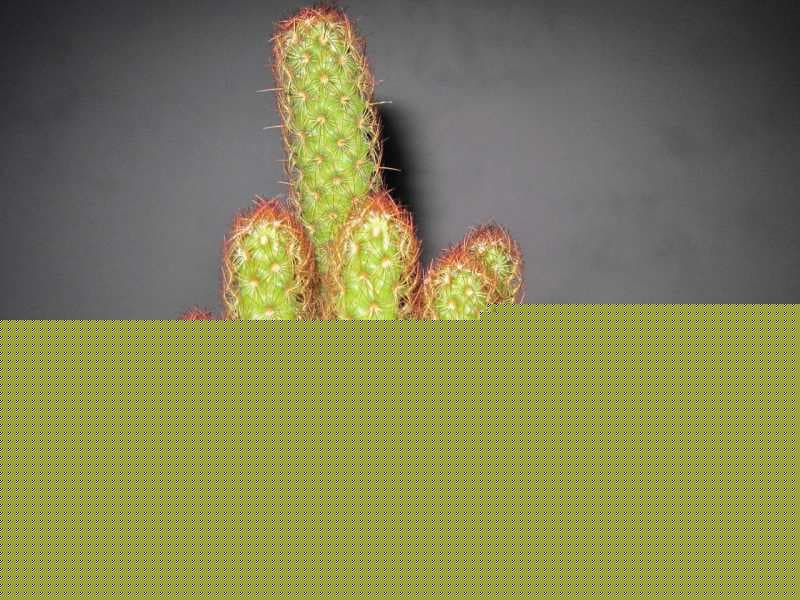 金手指什么意思-第2张图片-王尘宇