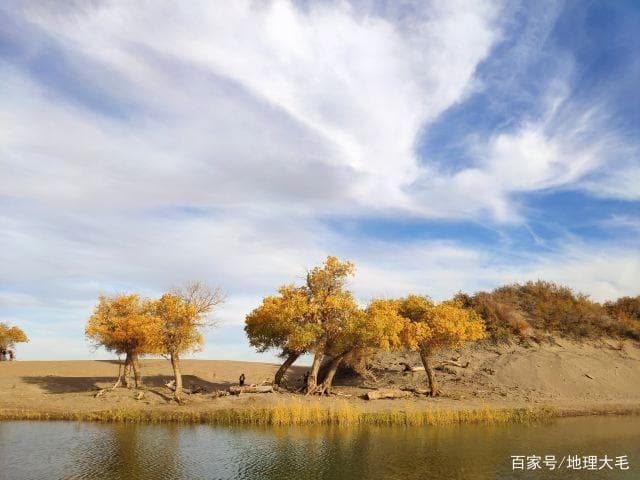 胡杨多久出一次树苗-第2张图片-王尘宇