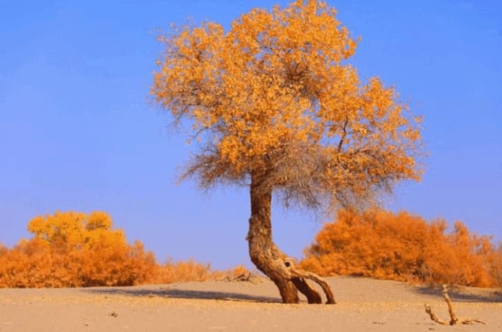 胡杨多久出一次树苗-第1张图片-王尘宇