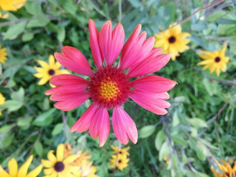 手机拍花的技巧-第2张图片-王尘宇