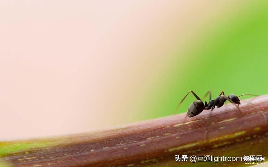 怎么用微距镜头-第1张图片-王尘宇